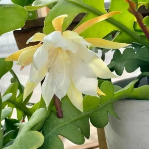 Fishbone Zig Zag Cactus Live Plant – Epiphyllum Anguliger – 4 inch Pot – Indoor - Image 3