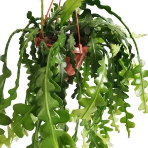 Fishbone Zig Zag Cactus Live Plant – Epiphyllum Anguliger – 4 inch Pot – Indoor - Image 1