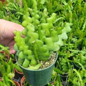 Fishbone Zig Zag Cactus Live Plant – Epiphyllum Anguliger – 4 inch Pot – Indoor - Image 5