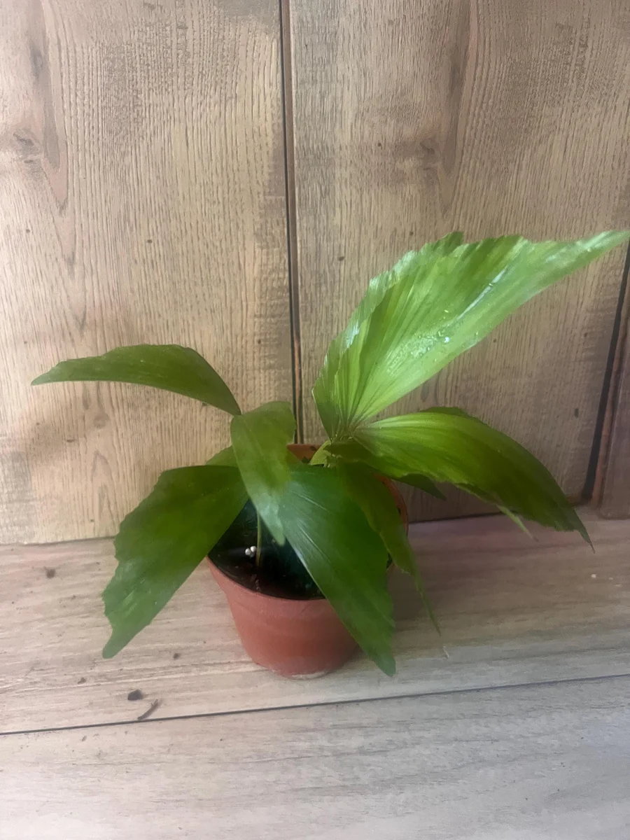 Fishtail Palm (Caryota mitis) Live Plant – 4 inch Pot – Indoor/Outdoor Tropical - Image 2