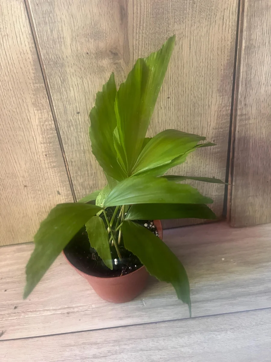 Fishtail Palm (Caryota mitis) Live Plant – 4 inch Pot – Indoor/Outdoor Tropical - Image 3