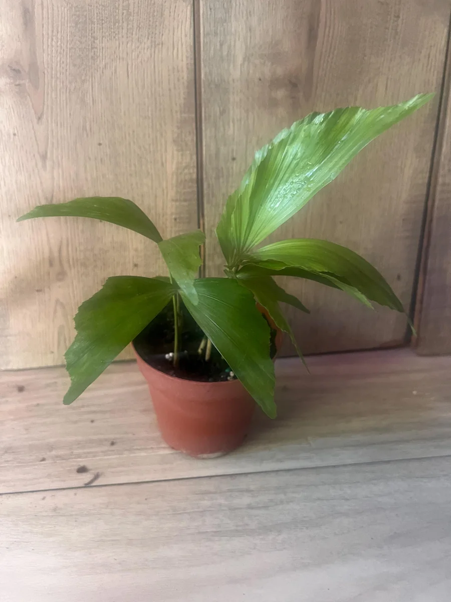 Fishtail Palm (Caryota mitis) Live Plant – 4 inch Pot – Indoor/Outdoor Tropical - Image 4