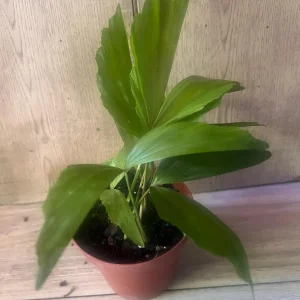 Fishtail Palm (Caryota mitis) Live Plant – 4 inch Pot – Indoor/Outdoor Tropical - Image 5