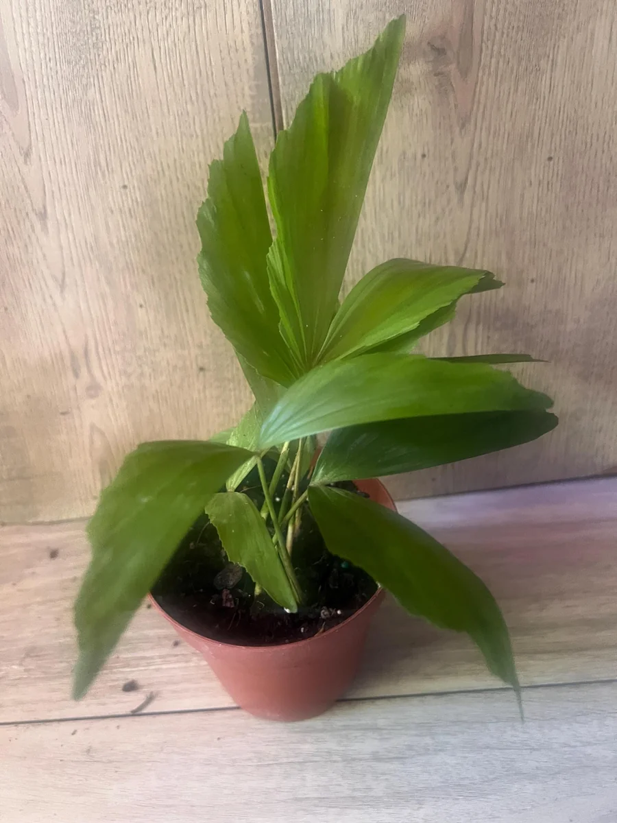 Fishtail Palm (Caryota mitis) Live Plant – 4 inch Pot – Indoor/Outdoor Tropical - Image 5
