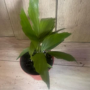 Fishtail Palm (Caryota mitis) Live Plant – 4 inch Pot – Indoor/Outdoor Tropical - Image 6