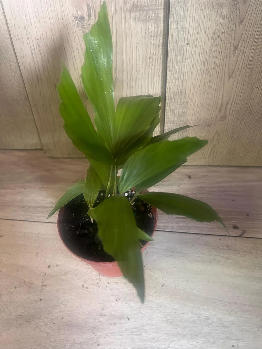 Fishtail Palm (Caryota mitis) Live Plant – 4 inch Pot – Indoor/Outdoor Tropical - Image 6