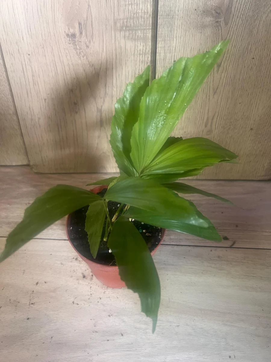 Fishtail Palm (Caryota mitis) Live Plant – 4 inch Pot – Indoor/Outdoor Tropical - Image 7