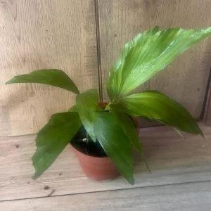 Fishtail Palm (Caryota mitis) Live Plant – 4 inch Pot – Indoor/Outdoor Tropical - Image 8