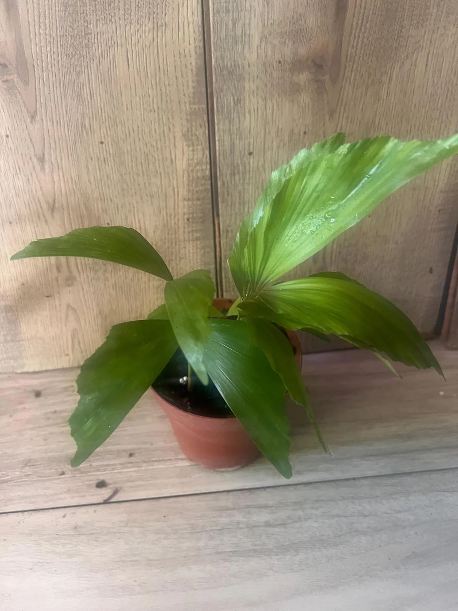 Fishtail Palm (Caryota mitis) Live Plant – 4 inch Pot – Indoor/Outdoor Tropical - Image 8