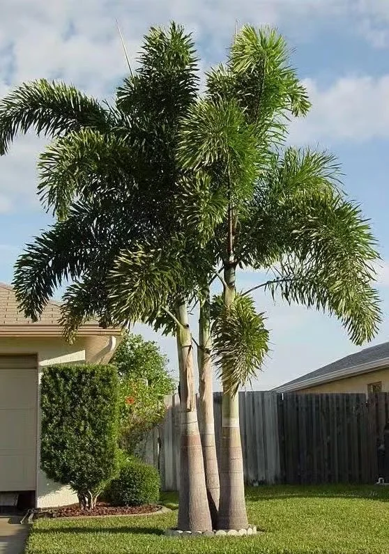 Fishtail Palm (Caryota mitis) Live Plant – 4 inch Pot – Indoor/Outdoor Tropical - Image 1
