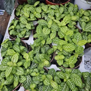 Fittonia Joly Lemon: Nerve Plant in 2in Pot - Image 2