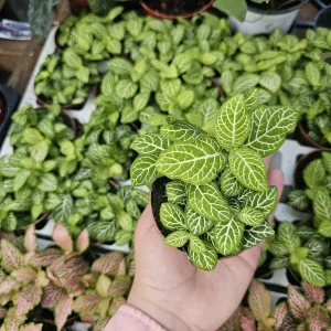 Fittonia Joly Lemon: Nerve Plant in 2in Pot - Image 3