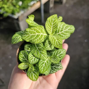 Fittonia Joly Lemon: Nerve Plant in 2in Pot - Image 1