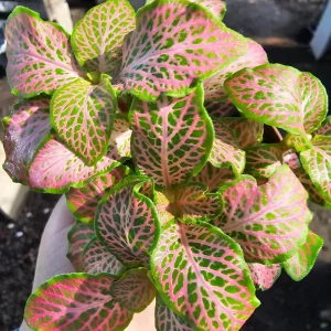 Fittonia Ruby Lime Live Plant – Nerve Plant 2in Pot – Indoor Houseplant - Image 3