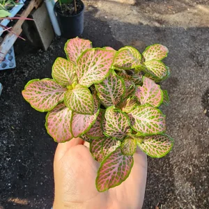 Fittonia Ruby Lime Live Plant – Nerve Plant 2in Pot – Indoor Houseplant - Image 1