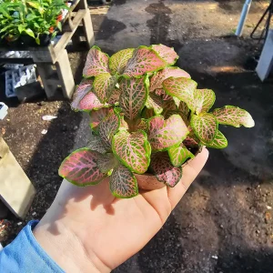 Fittonia Ruby Lime Live Plant – Nerve Plant 2in Pot – Indoor Houseplant - Image 4