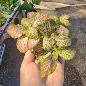 Fittonia Ruby Lime Live Plant – Nerve Plant 2in Pot – Indoor Houseplant - Image 5