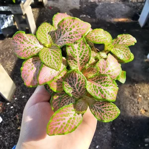 Fittonia Ruby Lime Live Plant – Nerve Plant 2in Pot – Indoor Houseplant - Image 6