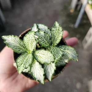 Fittonia White Tiger Live Plant – Fittonia albivenis – 2 inch Pot – Indoor - Image 3