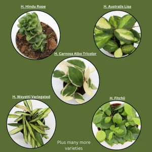 Five Assorted Hoya Plants - Grower's Choice Live Plant Collection - Image 3