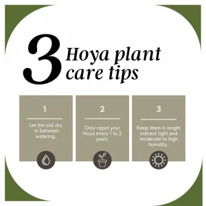 Five Assorted Hoya Plants - Grower's Choice Live Plant Collection - Image 4