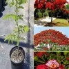 Flamboyant Tree Live Plant - Delonix Regia - 2-3 Feet Tall - Ships in 3 Gallon Pot - Image 1