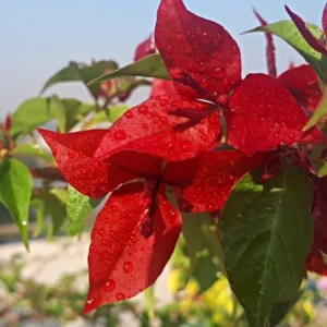 Flame Bougainvillea Live Starter Plants – 2 Pack – 4-6