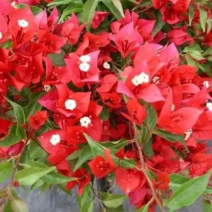 Flame Bougainvillea Live Starter Plants – 2 Pack – 4-6
