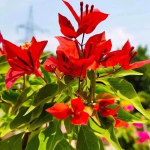 Flame Bougainvillea Live Starter Plants – 2 Pack – 4-6" Tall – Vibrant Red - Image 1