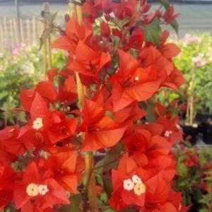 Flame Bougainvillea Live Starter Plants – 2 Pack – 4-6