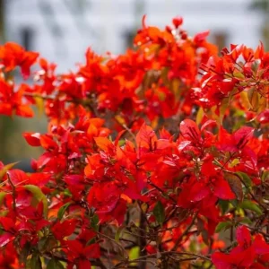 Flame Bougainvillea Live Starter Plants – 2 Pack – 4-6