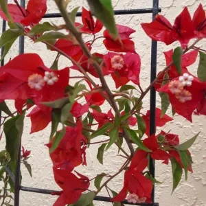 Flame Bougainvillea Live Starter Plants – 2 Pack – 4-6