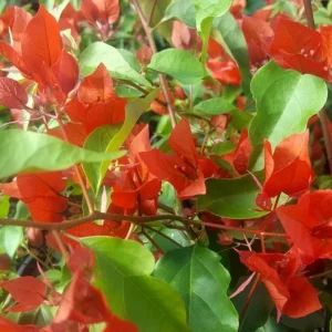 Flame Bougainvillea Live Starter Plants – 2 Pack – 4-6