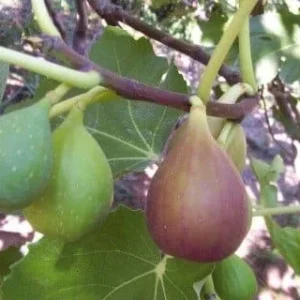 Flanders Fig Tree Live Plant - 3-4 Feet Tall - 3 Gallon Pot - Outdoor Fruit - Image 2