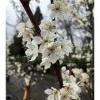 Flavor Queen Pluot Tree - 2-3 Ft Live Plant - Hybrid Plum & Apricot Fruit - Image 1