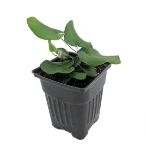 Floating Heart Fern Live Plant - Hemionitis arifolia - 4 Inch Pot - Indoor Houseplant - Image 1