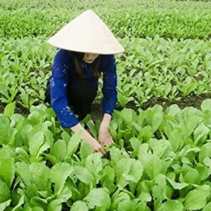 Florida Broadleaf Mustard Seeds – Non-GMO Heirloom Vegetable Seeds – 10 inch - Image 2