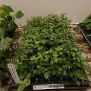 Florida Rose Rabbiteye Blueberry Live Plant - Highbush Fruit Bush - Perennial - Image 3