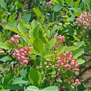 Florida Rose Rabbiteye Blueberry Live Plant - Highbush Fruit Bush - Perennial - Image 8