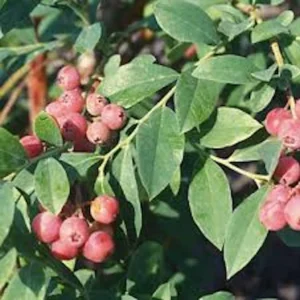 Florida Rose Rabbiteye Blueberry Live Plant – Pink Fruit Highbush Starter Plant – USDA Zones 6b-9a - Image 5