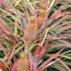 Florida Special Pineapple Plant Starter - Ananas Colossus Live Fruit Plant, Bare Root - Image 1