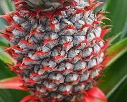 Florida Special Pineapple Plant Starter - Ananas Colossus Live Fruit Plant, Bare Root - Image 4