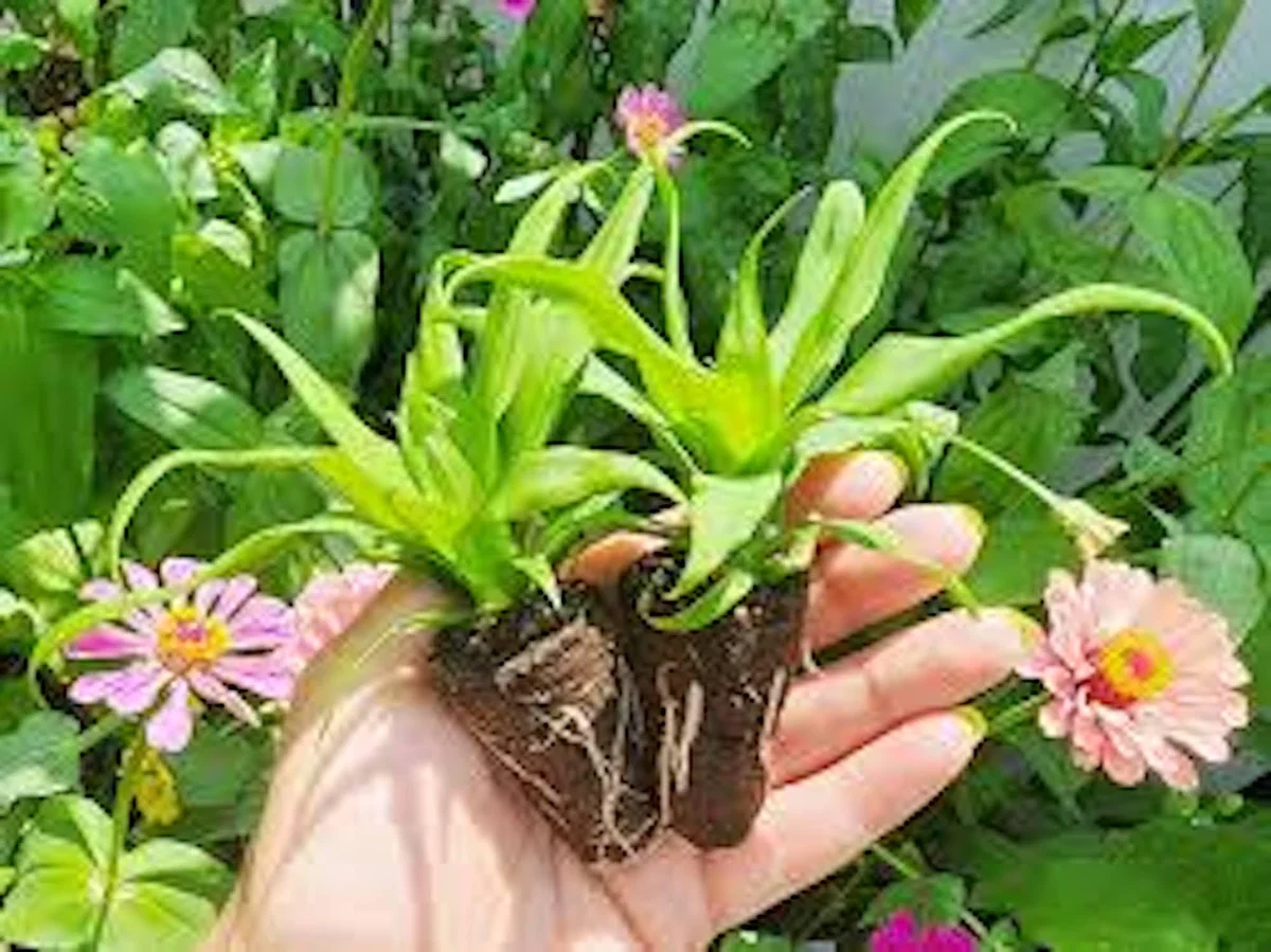 Florida Special Pineapple Plant Starter - Ananas Colossus Live Fruit Plant, Bare Root - Image 5