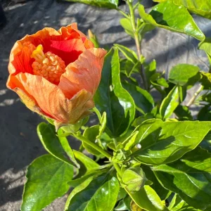 Florida Sunset Hibiscus Live Plant – 1ft Tall in 1 Gallon Pot – Outdoor - Image 2