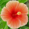 Florida Sunset Hibiscus Live Plant – 1ft Tall in 1 Gallon Pot – Outdoor - Image 1