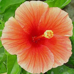 Florida Sunset Hibiscus Live Plant – 1ft Tall in 1 Gallon Pot – Outdoor - Image 1