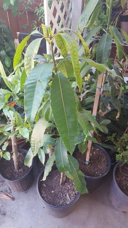 Florigon Mango Tree Live Plant - 1 to 2 Feet Tall - 3 Gallon Pot - Image 2