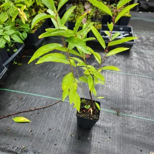 Flowering Almond Live Plant - Pink Blooms, 6