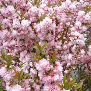 Flowering Almond Live Plant - Pink Blooms, 6