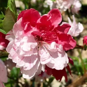 Flowering Peach Tree Live Plant – 5 Gallon, 3-4 Feet Tall – Outdoor - Image 2